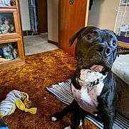 Tank joined the competition — help win amazing prizes! dog, black_and_white, sitting, indoors, living_room, rug, carpet, toy, collar, harness, floppy_ears, wide_eyes, pink_tongue, white_chest, white_paws, wooden_door, cabinet, window_blinds, home, portrait