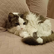Nadine Luvini a rejoint le concours — aidez-le/la à gagner de superbes lots ! cat, fluffy, gray, white, pet, animal, feline, couch, quilted, indoor, relaxed, resting, cozy, fur, whiskers, tail, ears, cute, domestic, comfort