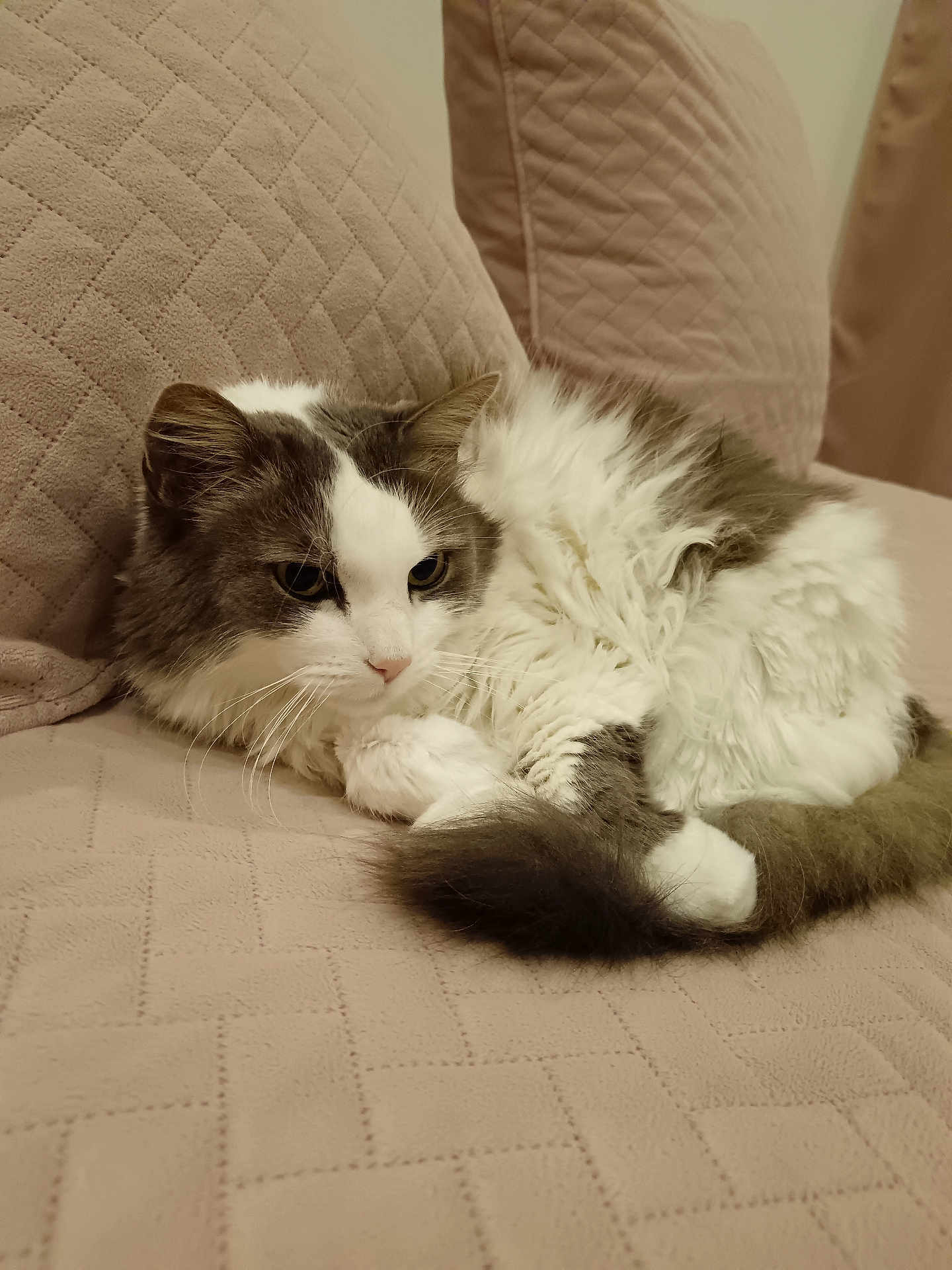 Nadine Luvini a rejoint le concours — aidez-le/la à gagner de superbes lots ! cat, fluffy, gray, white, pet, animal, feline, couch, quilted, indoor, relaxed, resting, cozy, fur, whiskers, tail, ears, cute, domestic, comfort