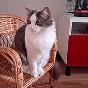 Choupette a rejoint le concours — aidez-le/la à gagner de superbes lots !