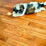 Teddy joined the competition — help win amazing prizes! puppy, dog, laying_down, wooden_floor, brown, white, fur, cute, pet, sleepy, indoor, small_dog, fluffy, relaxed, animal, companion, adorable, resting, young, canine