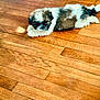 puppy, dog, laying_down, wooden_floor, brown, white, fur, cute, pet, sleepy, indoor, small_dog, fluffy, relaxed, animal, companion, adorable, resting, young, canine