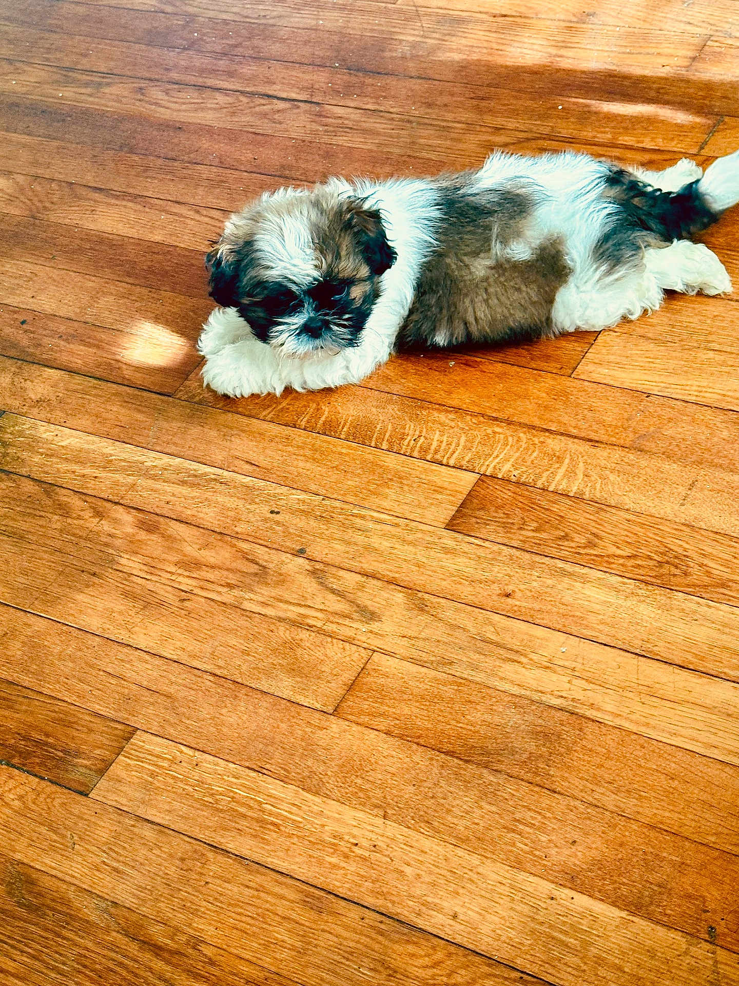 Teddy joined the competition — help win amazing prizes! puppy, dog, laying_down, wooden_floor, brown, white, fur, cute, pet, sleepy, indoor, small_dog, fluffy, relaxed, animal, companion, adorable, resting, young, canine