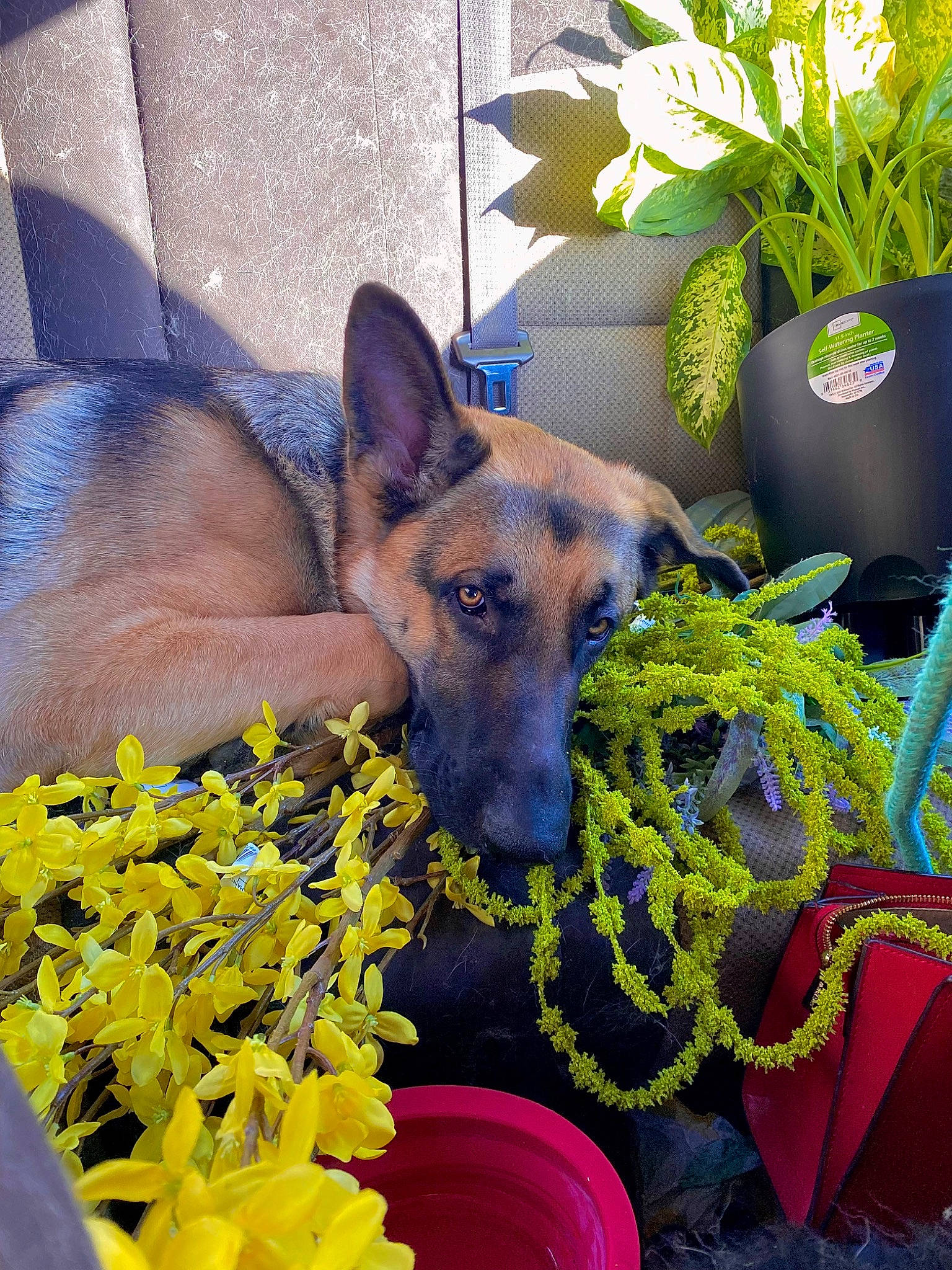 Jinx is registered to the contest to win money with this photo: annual_plant, canidae, carnivore, companion_dog, dog, dog_breed, dog_supply, fawn, flower, flowerpot, grass, herb, herbaceous_plant, herding_dog, houseplant, plant, snout, sporting_group, vertebrate, whiskers