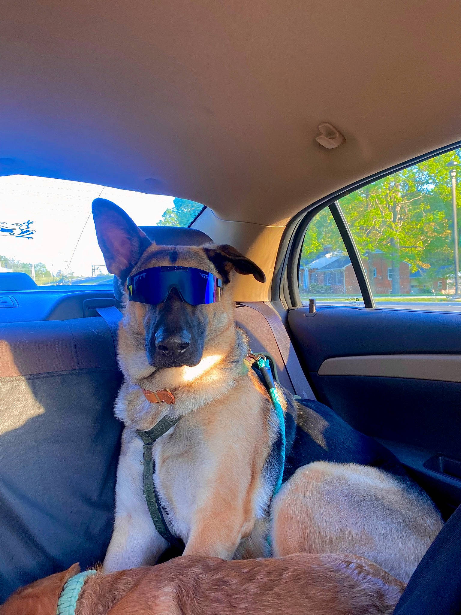 Jinx is registered to the contest to win money with this photo: automotive_design, automotive_exterior, automotive_mirror, car, car_seat, car_seat_cover, carnivore, companion_dog, dog, dog_breed, fawn, mammal, motor_vehicle, steering_part, steering_wheel, tints_and_shades, vehicle, vehicle_door, vertebrate, window