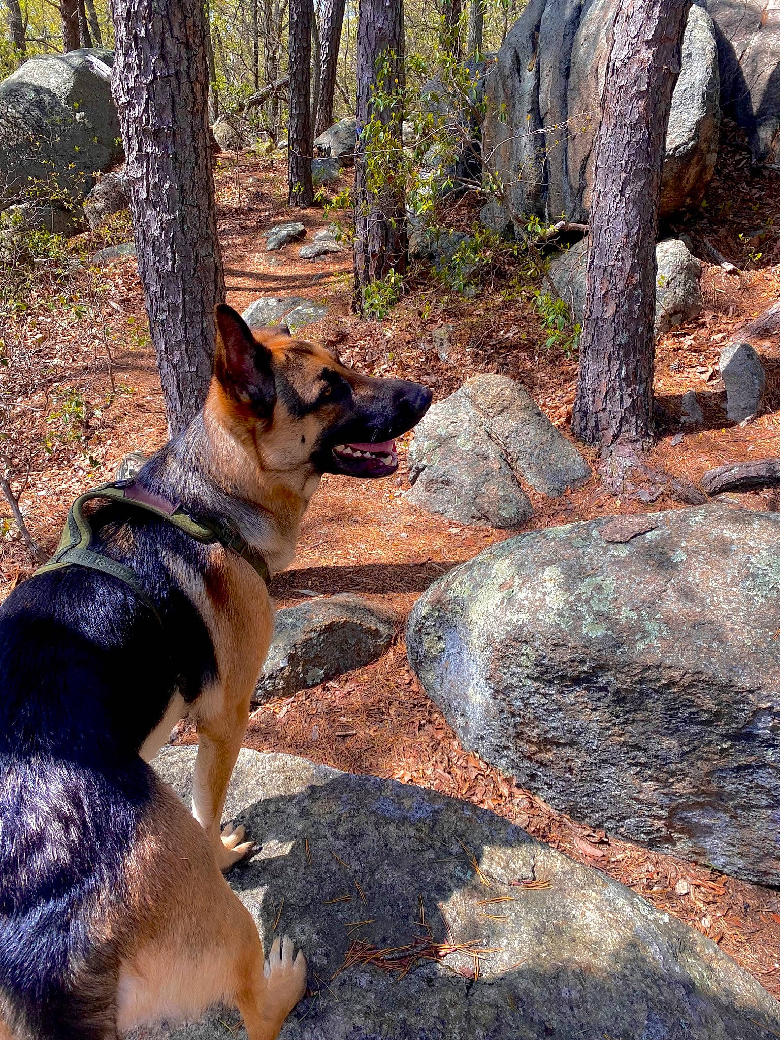 Jinx is registered to the contest to win money with this photo: canidae, carnivore, dog, dog_breed, dog_hiking, east_european_shepherd, fawn, german_shepherd_dog, herding_dog, king_shepherd, plant, snout, sporting_group, tail, temperate_broadleaf_and_mixed_forest, terrestrial_animal, tree, trunk, wood, woodland