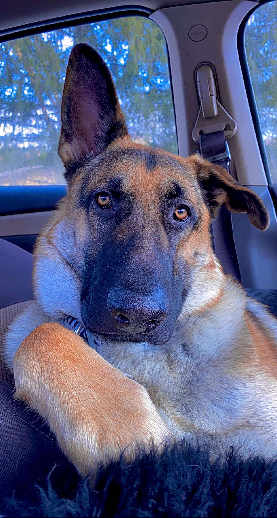 Jinx is registered to the contest to win money with this photo: belgian_shepherd_malinois, blue, canidae, carnivore, collar, companion_dog, dog, dog_breed, east_european_shepherd, eye, fawn, german_shepherd_dog, head, herding_dog, king_shepherd, old_german_shepherd_dog, snout, sporting_group, whiskers, window