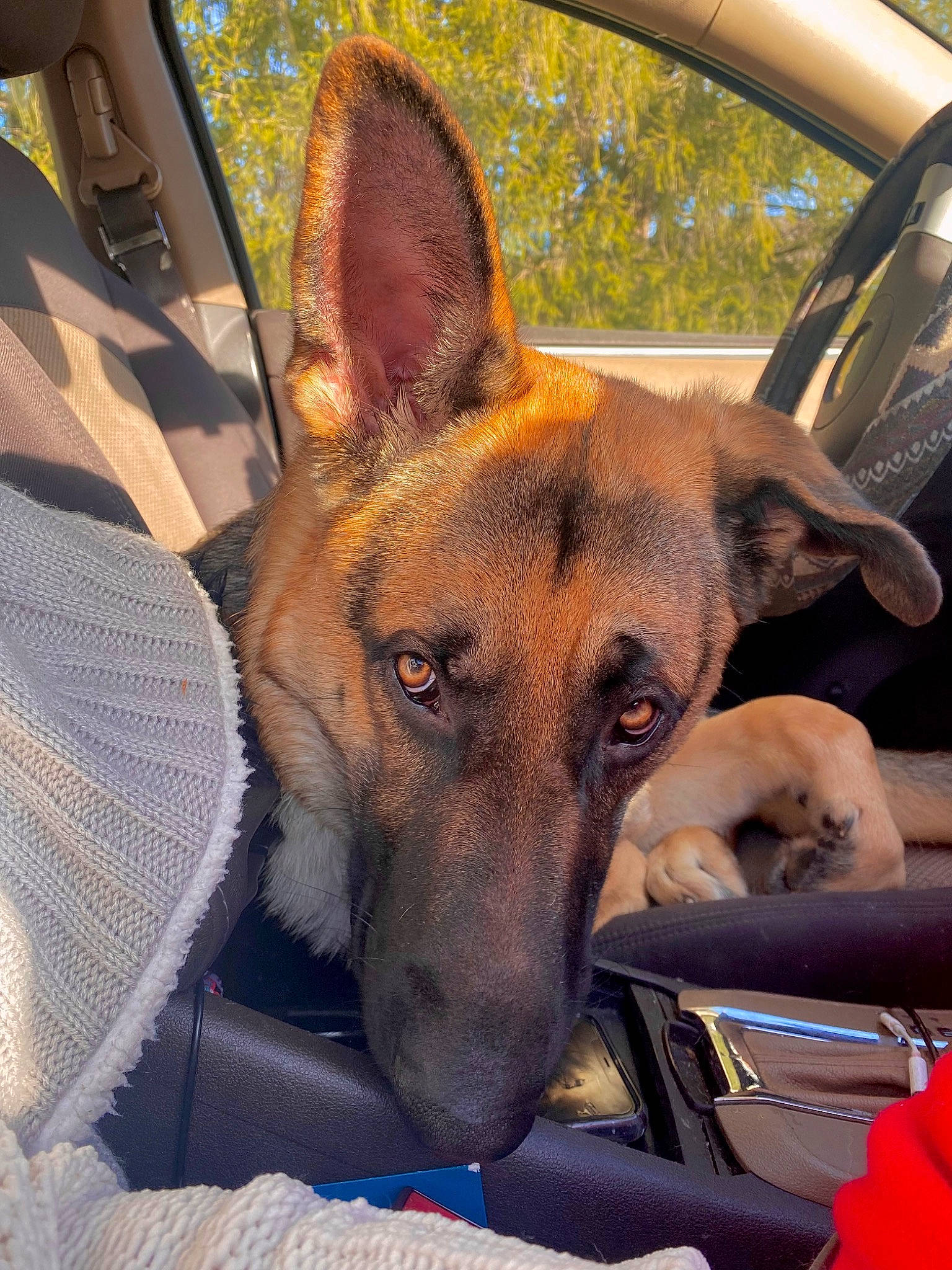 Jinx is registered to the contest to win money with this photo: ancient_dog_breeds, canidae, carnivore, collar, companion_dog, dog, dog_breed, fawn, fur, german_shepherd_dog, guard_dog, herding_dog, plant, snout, sporting_group, whiskers, window, windshield, working_animal, working_dog