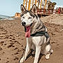 Sky a rejoint le concours — aidez-le/la à gagner de superbes lots ! dog, siberian_husky, beach, sand, leash, harness, blue_eyes, tongue_out, sunny, urban, building, palm_trees, outdoor, pet, canine, smiling, nature, daytime, water, coast