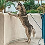 Sky participe au concours pour gagner de l'argent avec cette photo : dog, husky, standing, balcony, outdoor, greenery, trees, palms, white_wall, tongue_out, curious, pet, animal, fence, tile_floor, summer, daytime, nature, canine, looking