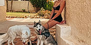 Sky a rejoint le concours — aidez-le/la à gagner de superbes lots ! woman, dog, husky, white_dog, outdoor, courtyard, bench, plants, flowers, stone_wall, tile_floor, summer, sunlight, leash, pet, casual_clothing, smiling, portrait, nature, relaxing
