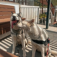 Sky a rejoint le concours — aidez-le/la à gagner de superbes lots ! dog, husky, outdoor, sunlight, leash, patio, bench, fence, happy, playful, shadow, canine, companions, tongue_out, pet, friendly, sunny_day, animal, sniffing, resting