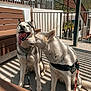 dog, husky, outdoor, sunlight, leash, patio, bench, fence, happy, playful, shadow, canine, companions, tongue_out, pet, friendly, sunny_day, animal, sniffing, resting