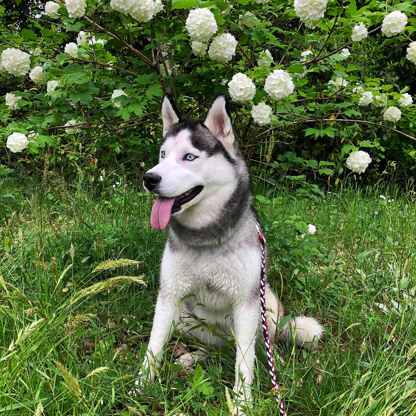 Sky participe au concours pour gagner de l'argent avec cette photo : animal, blue_eyes, canine, dog, flowers, fur, garden, grass, greenery, happy, leash, nature, outdoor, pet, portrait, siberian_husky, sitting, summer, tongue_out, white_blooms