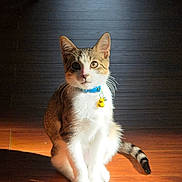 Max is registered to the contest to win money with this photo: cat, animal, pet, feline, collar, bell, sitting, wooden_floor, sunlight, shadow, indoor, curious, striped_tail, whiskers, ears, fur, portrait, domestic_cat, young_cat, alert