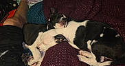 Quinn joined the competition — help win amazing prizes! puppy, sleeping, dog, black_and_white, blanket, snuggling, cute, pet, resting, cozy, indoors, fur, animal, companion, relaxation, laying_down, human_leg, knit, texture, warmth