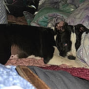 Quinn is registered to the contest to win money with this photo: puppy, dog, black_and_white, blanket, pillow, bed, indoor, resting, cozy, fur, canine, cute, pet, animal, sleepy, domestic, comfort, relaxing, soft, texture