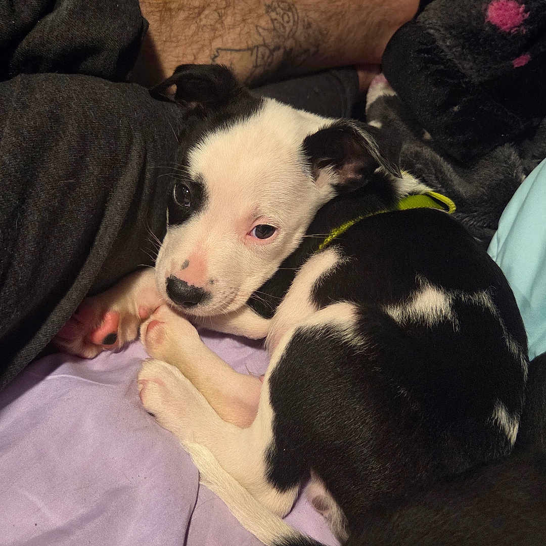 Goose is registered to the contest to win money with this photo: puppy, dog, black_and_white, pet, bed, blanket, tattoo, human_leg, indoor, resting, cute, young_dog, fur, sleepy, cozy, comfort, purple_sheet, close_up, domestic_animal, animal