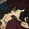 Goose joined the competition — help win amazing prizes! puppies, dog, sleeping, black_and_white, blanket, knitted, cozy, cuddle, resting, indoor, pet, animal, fur, paw, leg, human, relaxing, cute, companion, comfort