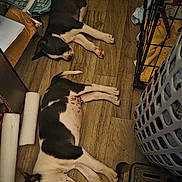 Goose is registered to the contest to win money with this photo: dog, sleeping, floor, wooden_floor, black_and_white, puppy, indoor, laundry_basket, crate, pet, resting, household_items, napping, flooring, domestic, animal, two_dogs, quiet, relaxed, home