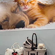 Chloe joined the competition — help win amazing prizes! accessories, adorable, animal, cat, close_up, cute, dog, fashion, fluffy, indoors, kitten, orange_cat, pet_bag, pet_carrier, portrait, puppy, resting, sleeping, small_dog, white_dog