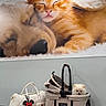 accessories, adorable, animal, cat, close_up, cute, dog, fashion, fluffy, indoors, kitten, orange_cat, pet_bag, pet_carrier, portrait, puppy, resting, sleeping, small_dog, white_dog