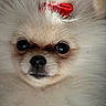 Chloe is registered to the contest to win money with this photo: adorable, animal, black_nose, canine, close_up, cute, dark_eyes, dog, fluffy, groomed, headshot, indoor, long_hair, pet, portrait, puppy, red_bow, serious_expression, small_dog, white_fur