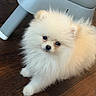 adorable, animal, chair, closeup, cute, dog, eyes, face, fluffy, indoor, lying_down, nose, pet, pomeranian, portrait, puppy, sitting, small_dog, white_fur, wooden_floor