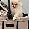 Chloe joined the competition — help win amazing prizes! black_eyes, canine, close_up, cream_colored, cute, dog, fluffy, fur, happy, indoors, paw, pet, pet_carrier, pomeranian, portrait, puppy, sitting, small_dog, stroller, tongue_out