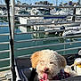 dog, pet_stroller, marina, boats, water, sunny, outdoor, happy, tongue_out, fur, canine, leash, travel, vacation, daylight, sky, reflection, metal_railings, relaxation, animal