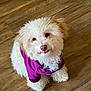 dog, puppy, fluffy, white, hoodie, purple_clothing, pet, indoor, wooden_floor, cute, small_dog, fur, animal, looking_up, tongue_out, adorable, companion, canine, friendly, domestic