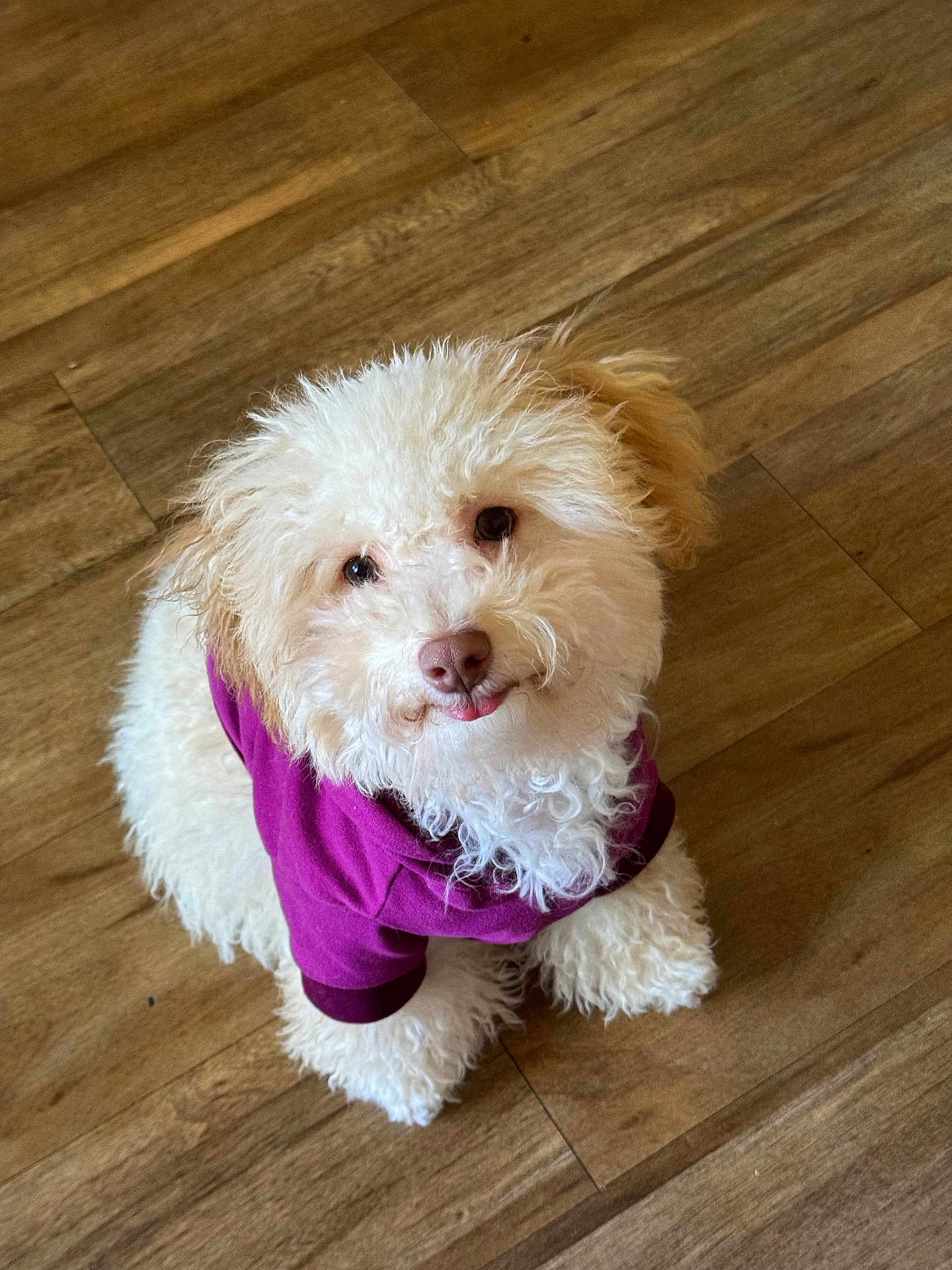Cooper is registered to the contest to win money with this photo: dog, puppy, fluffy, white, hoodie, purple_clothing, pet, indoor, wooden_floor, cute, small_dog, fur, animal, looking_up, tongue_out, adorable, companion, canine, friendly, domestic