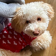 Cooper joined the competition — help win amazing prizes! animal, blanket, companion, cozy, curly_fur, cute, dog, domestic_animal, fluffy, friendly, fur, indoor, looking_up, mammal, pet, poodle, portrait, red_sweater, soft_texture, wooden_floor