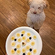 Cooper joined the competition — help win amazing prizes! dog, white_dog, fluffy, puppy, wooden_floor, plate, banana_slices, blueberries, heart_shaped_treat, hand, food, snack, indoor, curious, pet, cute, waiting, looking_up, kitchen, floor