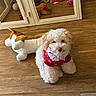 Cooper joined the competition — help win amazing prizes! animal, brown, cabinet, curly_fur, cute, dog, floor, furniture, home, indoor, mirror, pet, plush_toy, red_sweater, reflection, small_dog, stuffed_animal, toy, white, wooden_floor