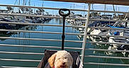 Cooper is registered to the contest to win money with this photo: boats, canine, concrete, daytime, dog, fur, handle, happy, leash, marina, outdoor, pet, railing, reflections, sailboats, sky, sunny, tongue_out, wagon, water