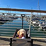 Cooper is registered to the contest to win money with this photo: dog, wagon, marina, boats, water, sky, sunny, outdoor, pet, happy, tongue_out, leash, concrete, railing, sailboats, reflections, daytime, fur, canine, handle
