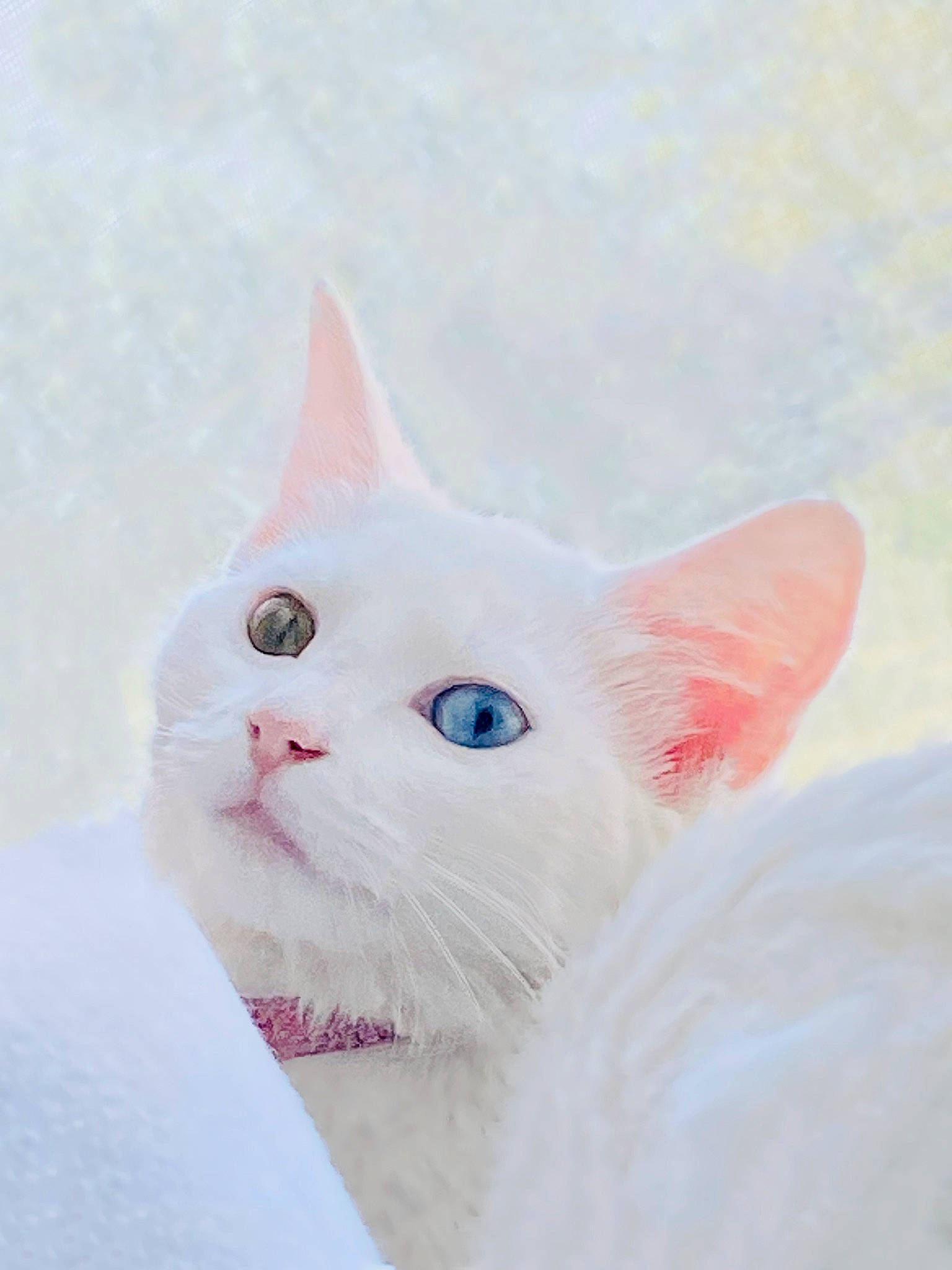 Iris joined the competition — help win amazing prizes! carnivore, cat, comfort, domestic_short_haired_cat, eyelash, felidae, fur, paw, small_to_medium_sized_cats, snout, tail, terrestrial_animal, whiskers