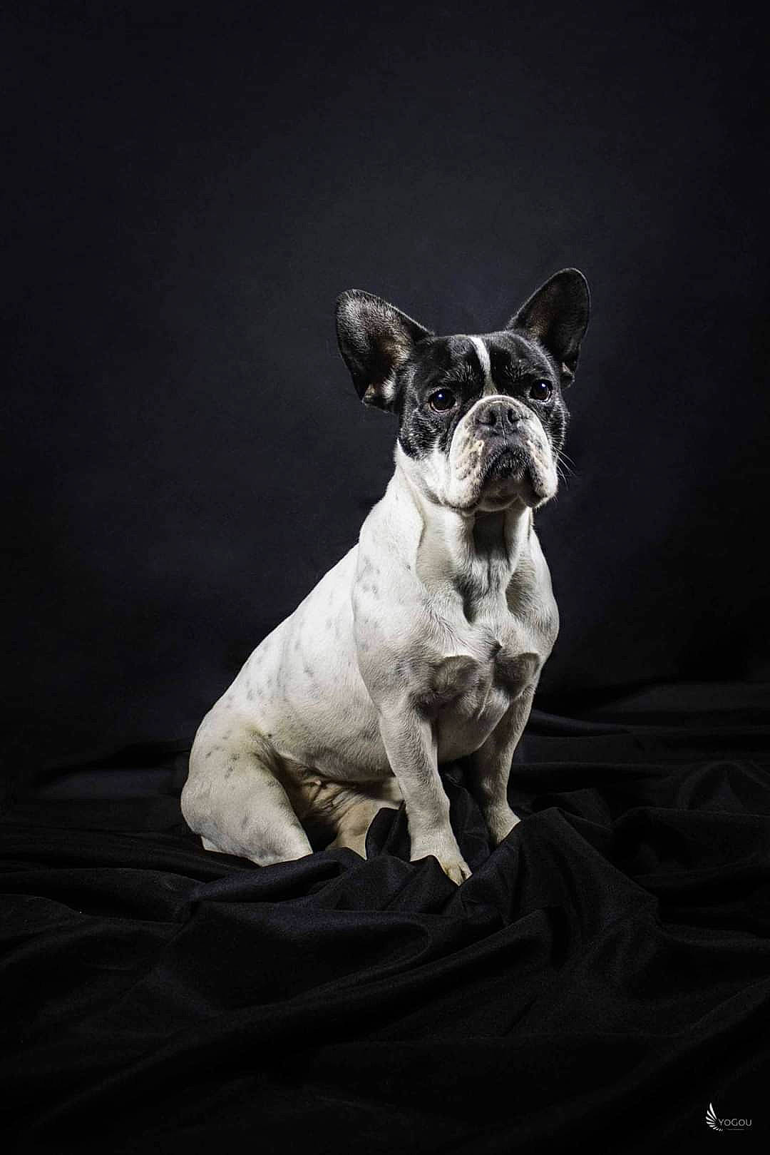 J'Enève participe au concours pour gagner de l'argent avec cette photo : black_and_white, bulldog, canidae, carnivore, companion_dog, dog, dog_breed, fawn, french_bulldog, mammal, non_sporting_group, puppy, snout, toy_bulldog