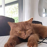 Plume a rejoint le concours — aidez-le/la à gagner de superbes lots ! cat, brown_cat, fluffy, table, indoor, window, mirror, paws, relaxed, sleepy, feline, household, domestic, pet, fur, whiskers, closeup, texture, light, modern