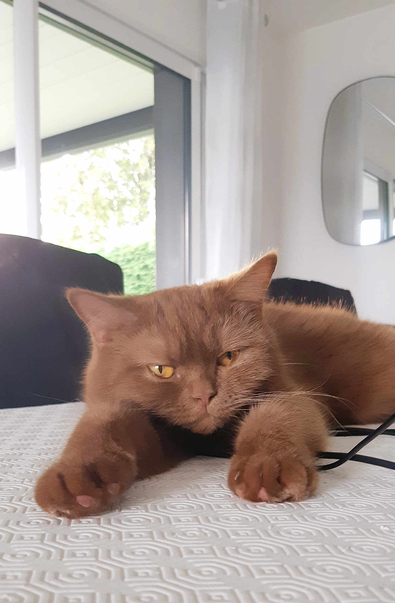 Plume a rejoint le concours — aidez-le/la à gagner de superbes lots ! cat, brown_cat, fluffy, table, indoor, window, mirror, paws, relaxed, sleepy, feline, household, domestic, pet, fur, whiskers, closeup, texture, light, modern