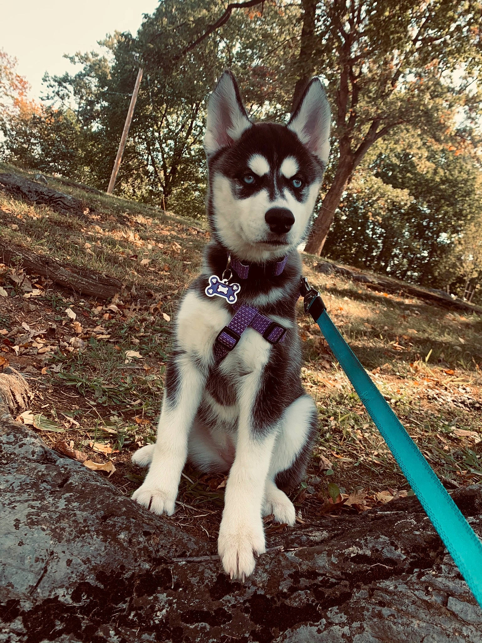Harley is registered to the contest to win money with this photo: alaskan_klee_kai, alaskan_malamute, canadian_eskimo_dog, canidae, carnivore, dog, dog_breed, mammal, miniature_siberian_husky, native_american_indian_dog, northern_inuit_dog, sakhalin_husky, seppala_siberian_sleddog, siberian_husky, sled_dog, snout, tamaskan_dog, tree, vertebrate, wolfdog