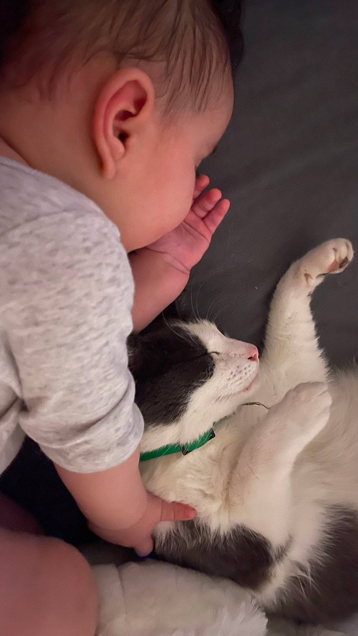 Amalia participe au concours pour gagner de l'argent avec cette photo : arm, baby, baby_toddler_clothing, carnivore, cat, comfort, companion_dog, fawn, felidae, finger, gesture, hand, human_body, lap, leg, nose, person, skin, small_to_medium_sized_cats, toddler