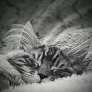 Arpège participe au concours pour gagner de l'argent avec cette photo : animal, black_and_white, blanket, cat, close_up, cozy, cute, domestic_animal, ears, feline, fur, nose, peaceful, portrait, relaxation, resting, sleeping, soft, texture, whiskers