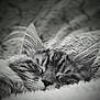 animal, black_and_white, blanket, cat, close_up, cozy, cute, domestic_animal, ears, feline, fur, nose, peaceful, portrait, relaxation, resting, sleeping, soft, texture, whiskers