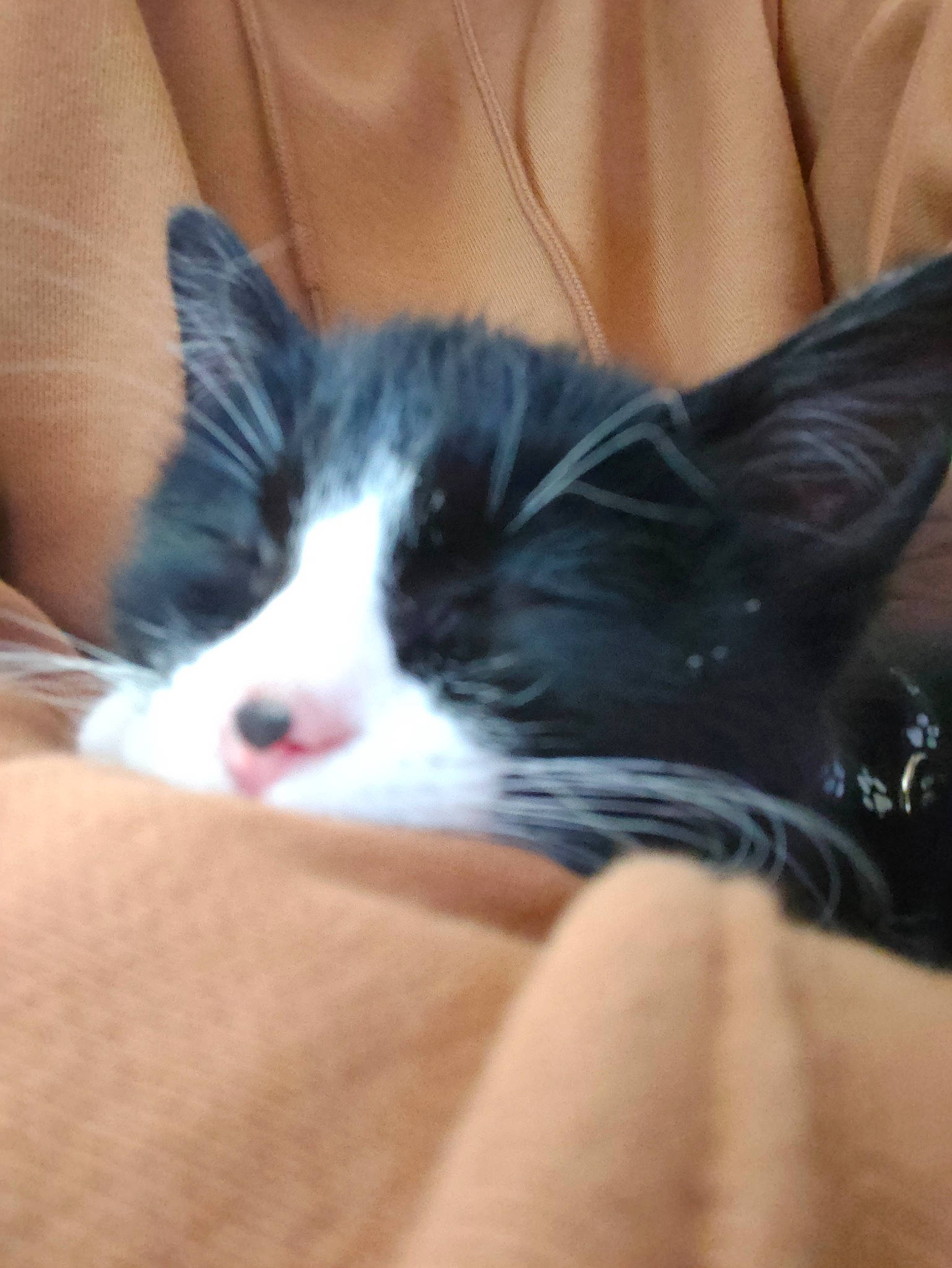 Grosminet a rejoint le concours — aidez-le/la à gagner de superbes lots ! bed, carnivore, cat, claw, comfort, domestic_short_haired_cat, eye, felidae, foot, fur, human_leg, linens, nap, paw, sleep, small_to_medium_sized_cats, snout, thigh, whiskers