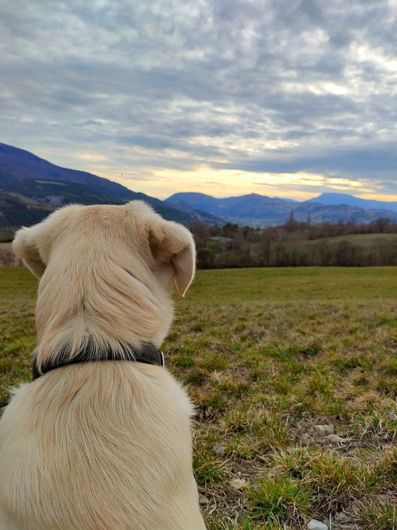 Moka a rejoint le concours — aidez-le/la à gagner de superbes lots ! carnivore, cloud, companion_dog, dog, dog_breed, fawn, grass, grassland, highland, landscape, meadow, mountain, mountainous_landforms, natural_landscape, plant, sky, terrestrial_animal, tree, wood, working_animal