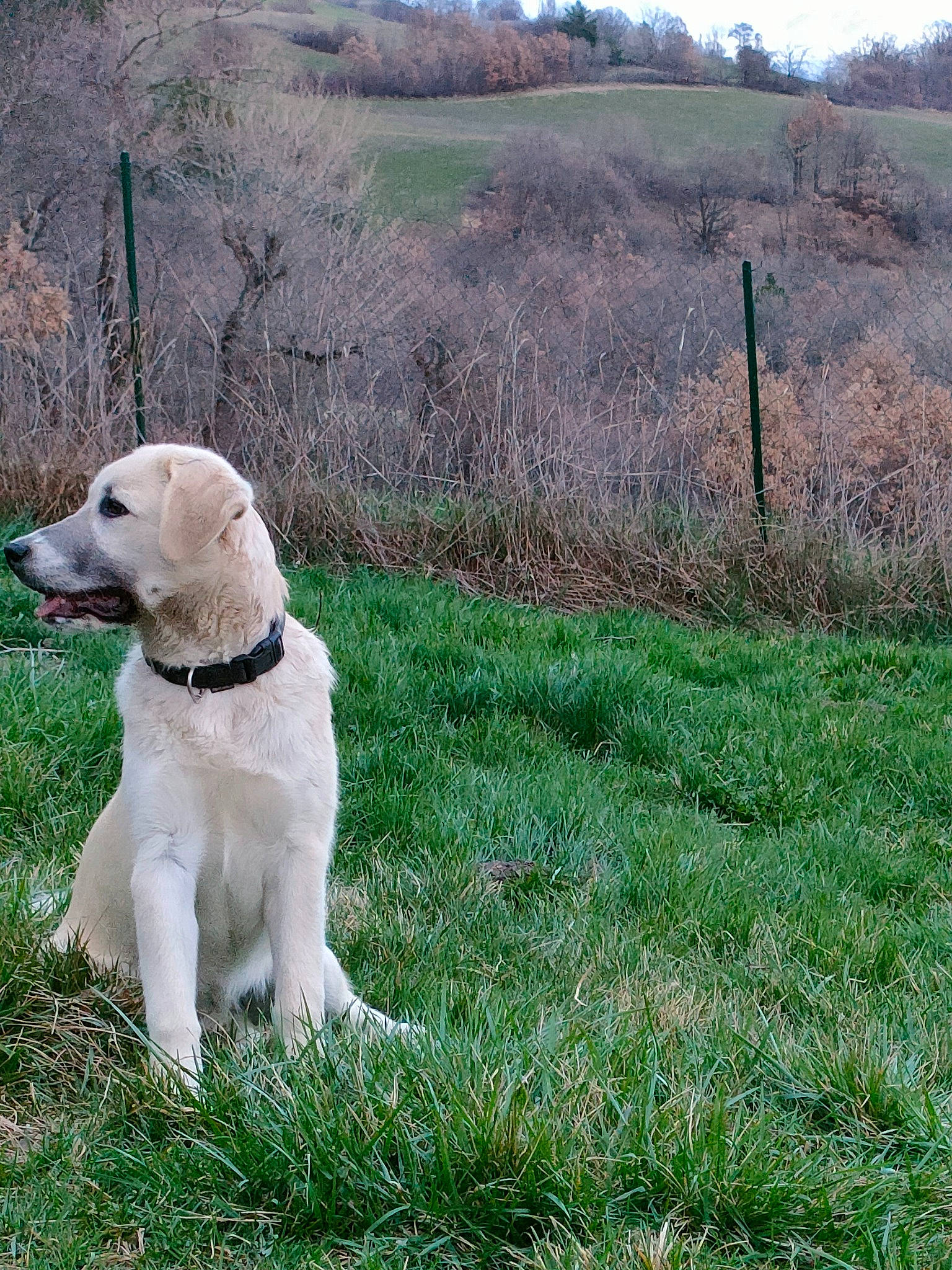 Moka a rejoint le concours — aidez-le/la à gagner de superbes lots ! carnivore, collar, companion_dog, dog, dog_breed, dog_collar, fawn, fence, grass, grassland, gun_dog, landscape, leash, plant, prairie, retriever, sky, sporting_group, tail, tree