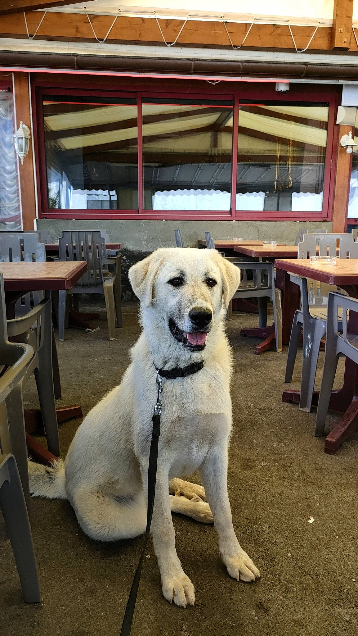 Moka a rejoint le concours — aidez-le/la à gagner de superbes lots ! canidae, carnivore, chair, collar, companion_dog, dog, dog_breed, dog_collar, fawn, flooring, hardwood, outdoor_furniture, pet_supply, snout, sporting_group, table, tail, wood, working_animal, working_dog