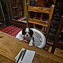 Ana participe au concours pour gagner de l'argent avec cette photo : animal, black_and_white, carved_wood, chair, cozy, curious, cutlery, decor, dog, furniture, indoor, napkin, pet, pet_bed, puppy, rustic, statue, table, wood, wooden_table